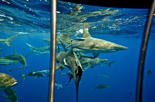 shark cage dive