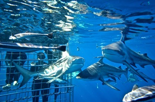 shark cage diving durban