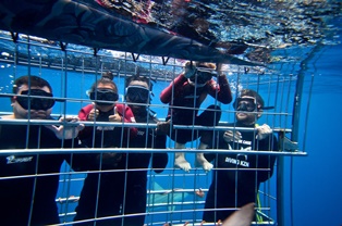 sharks guaranteed cage diving