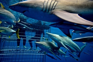 Shark Cage Diving no experience needed
