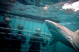 Shark Cage Diving no experience needed