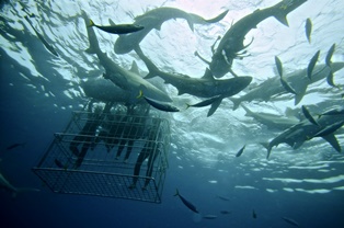 shark cage dive