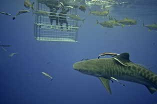 rocky bay shark cage diving
