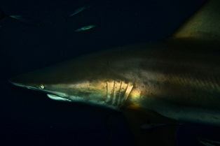 shark cage diving durban