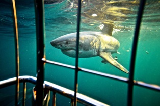 great white shark swimming towards cage