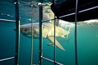 great white shark swimming towards cage