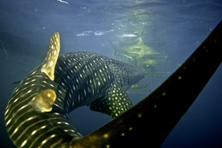 whale shark swimming towards cage durban aliwal shoal