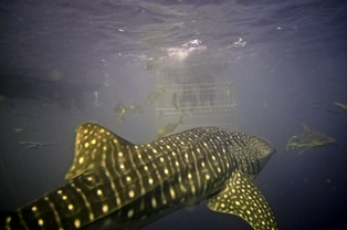 durban whale shark sighting on cage dive trip