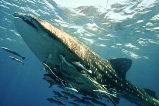 close encounter with whale shark, durban aliwal shoal