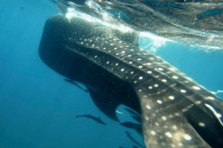 whale shark under boat on cage diving trip at aliwal shoal durban
