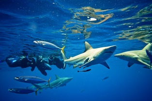 snorkeling with sharks