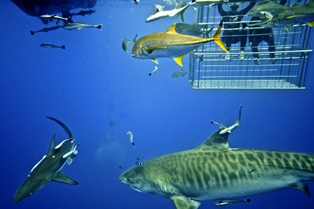 shark cage diving durban