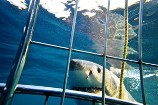 great white shark, durban kzn