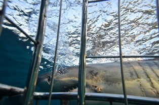 great white shark in durban