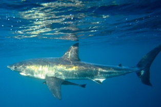 majestic great white shark