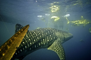 12m long whale shark, durban kzn