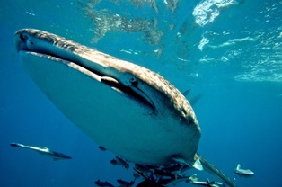 whale shark eating, cage diving in durban
