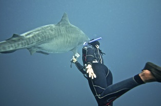 shark cage diving durban