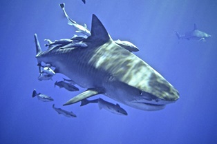 shark cage diving durban