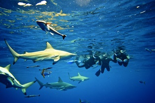 shark cage diving durban
