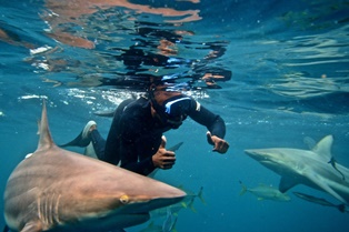 snorkeling with sharks durban