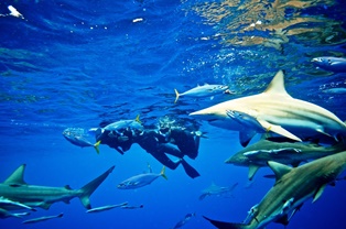 shark cage diving durban